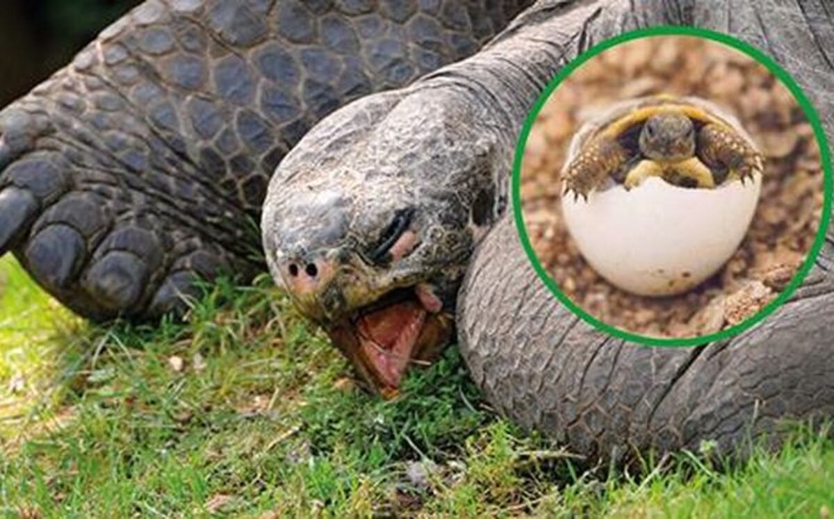 Tortuga en peligro de extinción tuvo 800 crías y salva a su especie
