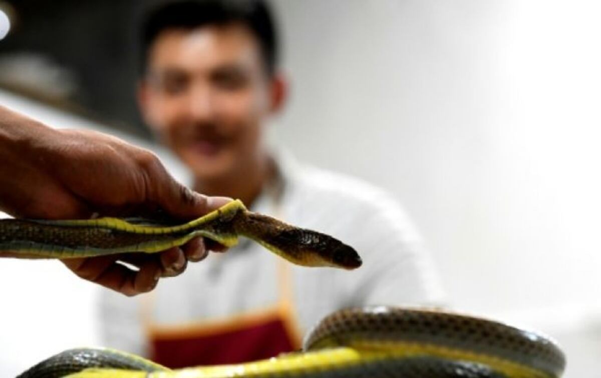 En Vietnam, las serpientes se comen fritas o como salchichas