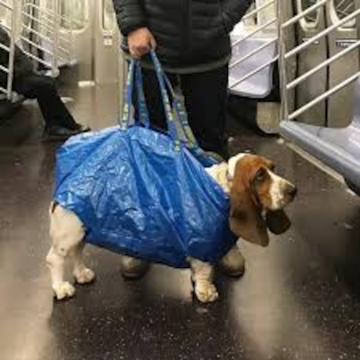 Metro de Nueva York prohíbe perros que no quepan en un bolso
