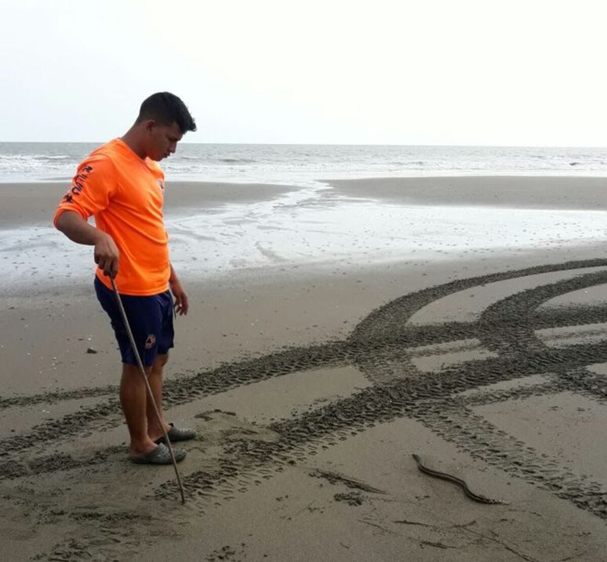 ¡UY! Serpientes marinas en playa El Uverito causan revuelo
