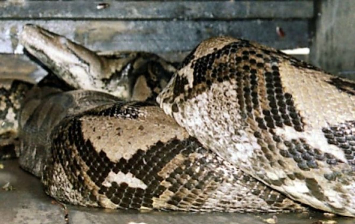 ¡De terror!: Una mujer es devorada por una pitón gigante en Indonesia