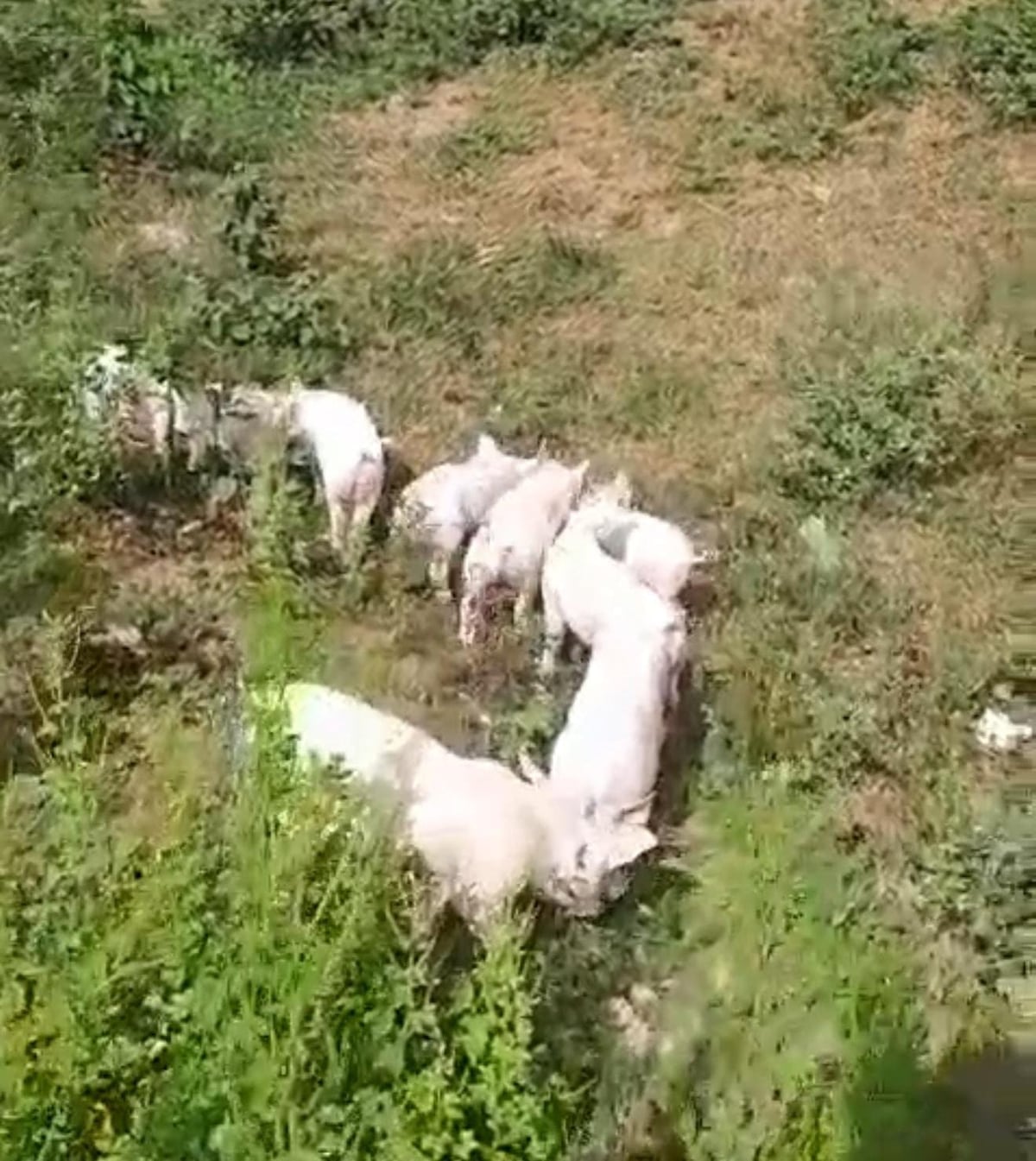 Amordaza a un celador para robar 14 lechones y termina capturado en Chilibre