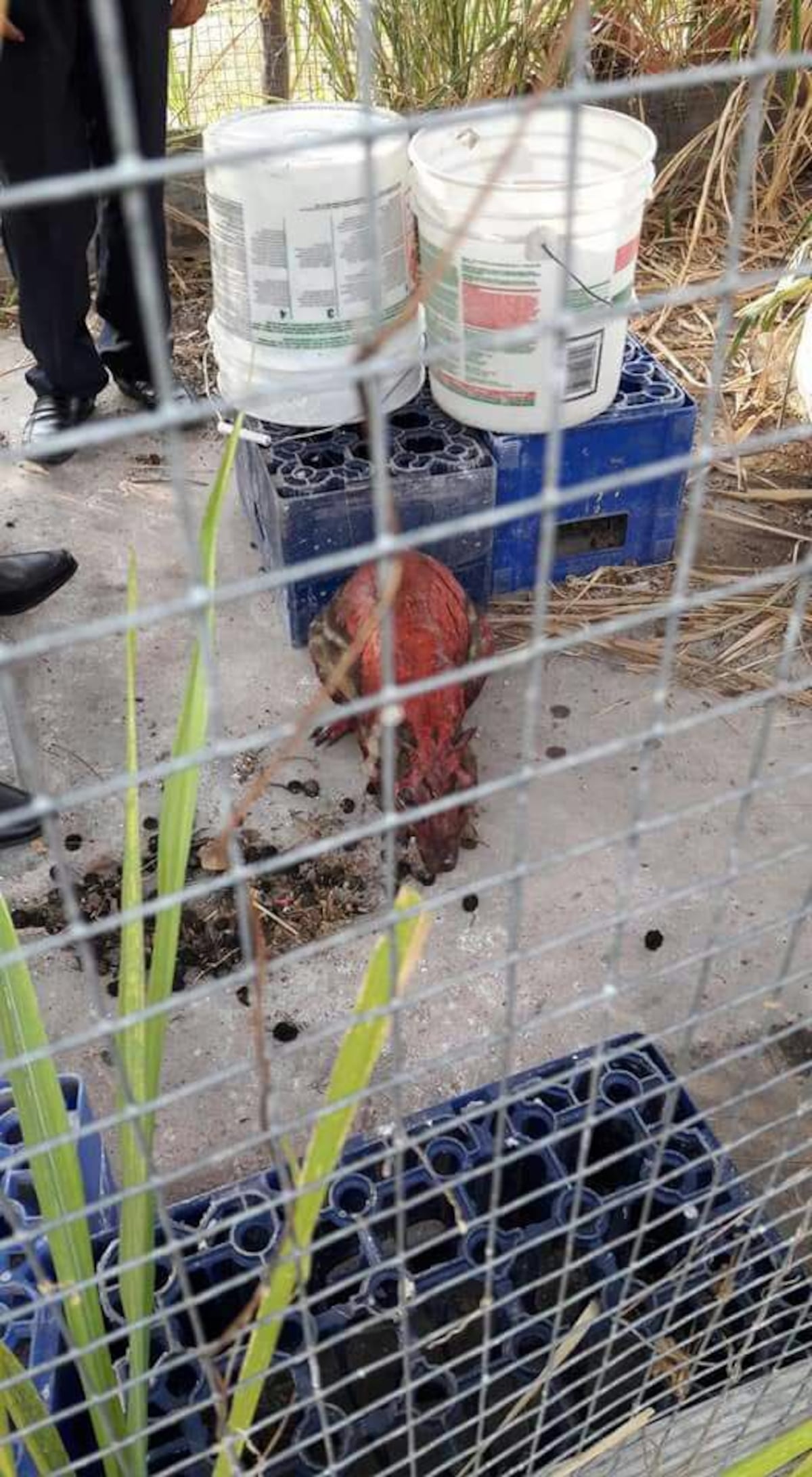 ¡Qué triste! Animales salvajes sufren quemados por incendios en Panamá