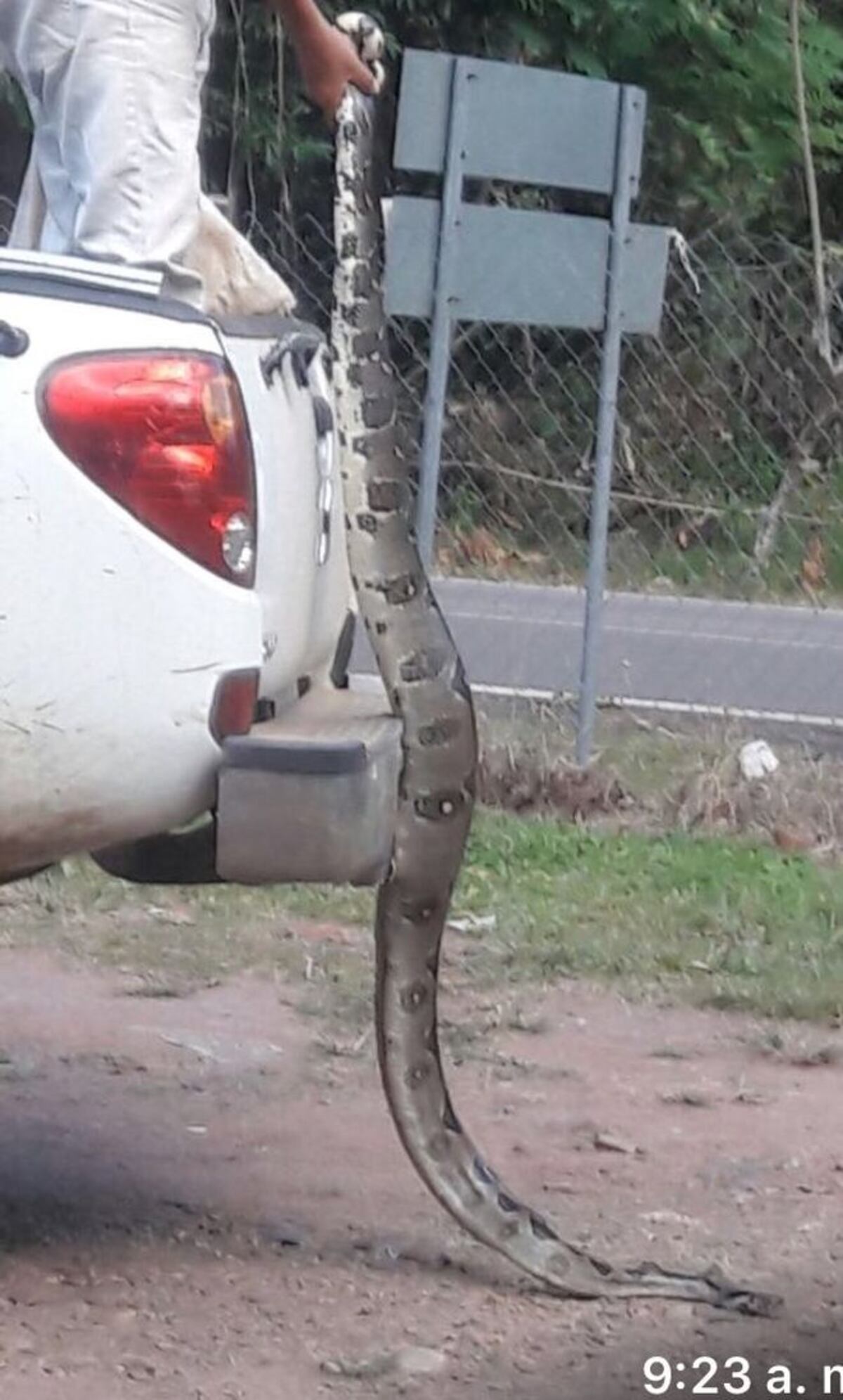 ¡OH MY GOD! Capturan a enorme boa que salió a carnavalear