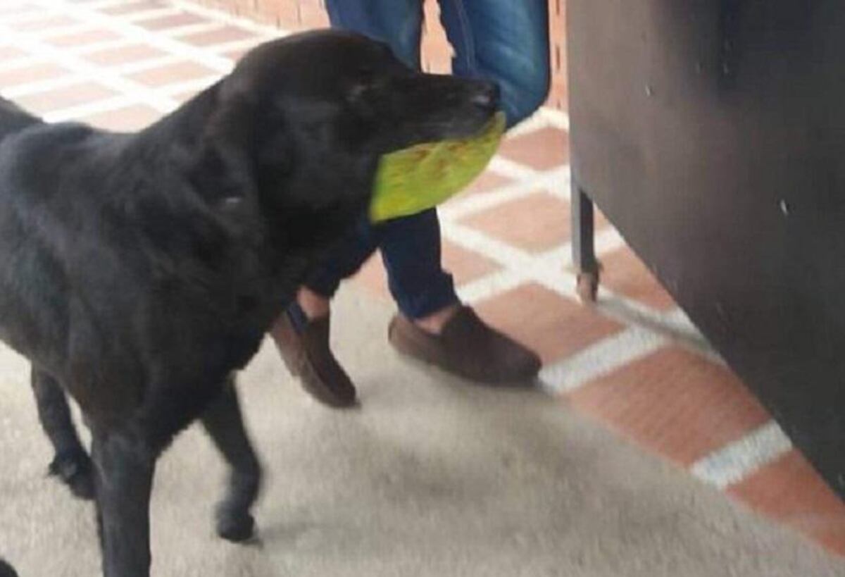 'Negro' es un perro labrador de la calle que compra galletas con hojas