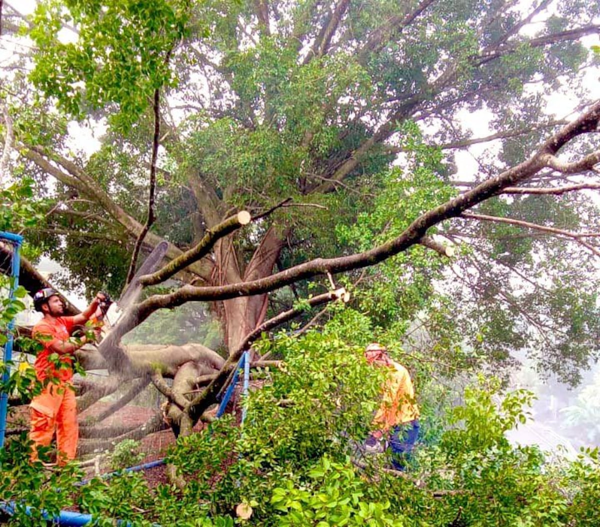 Lluvias dejan árboles caídos e inundaciones leves en varias provincias; SINAPROC mantiene vigilancia