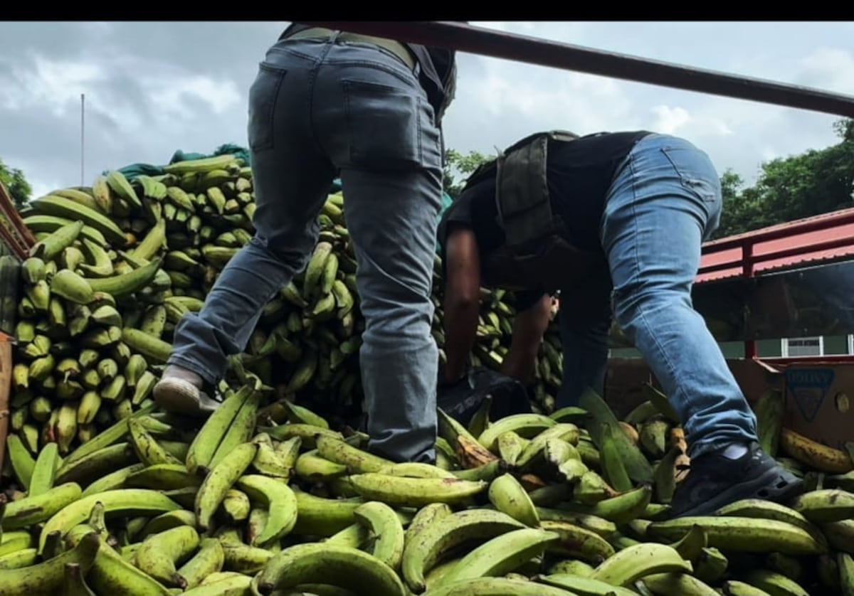 Perfilamiento en Bayano. Iba cargado de plátanos verdes, pero escondía un secreto: hallan 300 paquetes de presunta droga