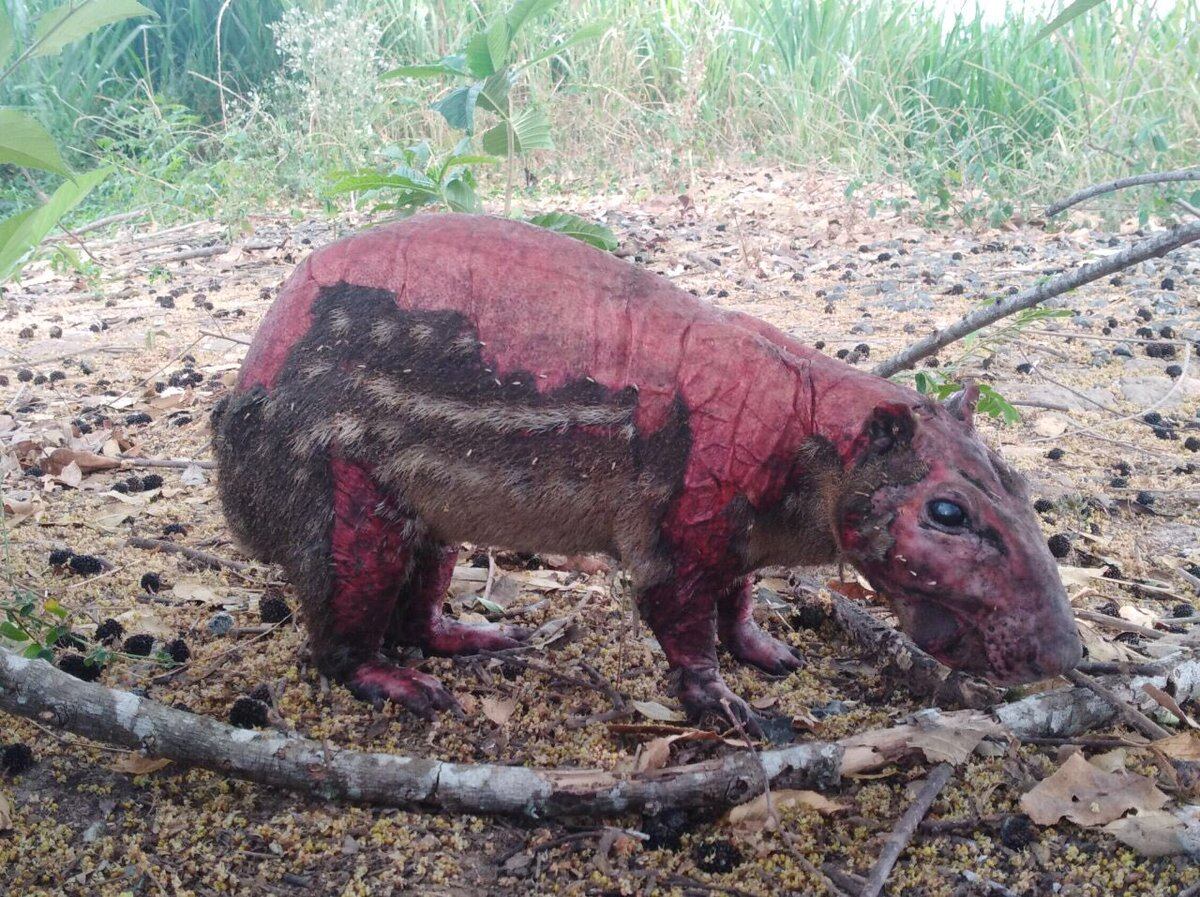 ¡Qué triste! Animales salvajes sufren quemados por incendios en Panamá