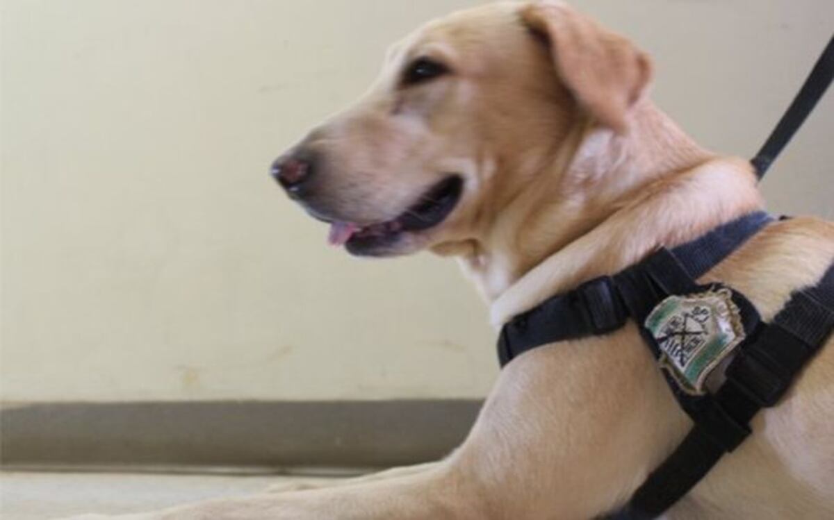 Conoce a Fulo, el perro que evitará explosivos en la JMJ