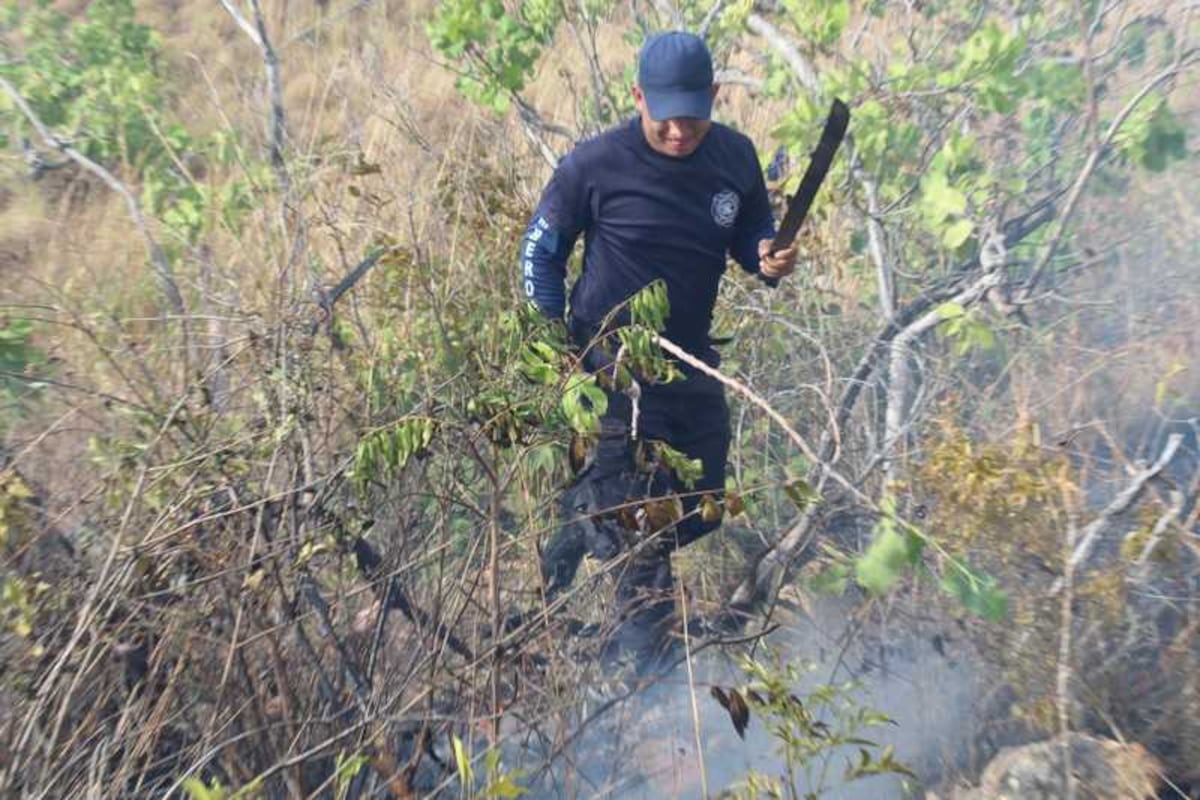 ¡Qué triste! Animales salvajes sufren quemados por incendios en Panamá