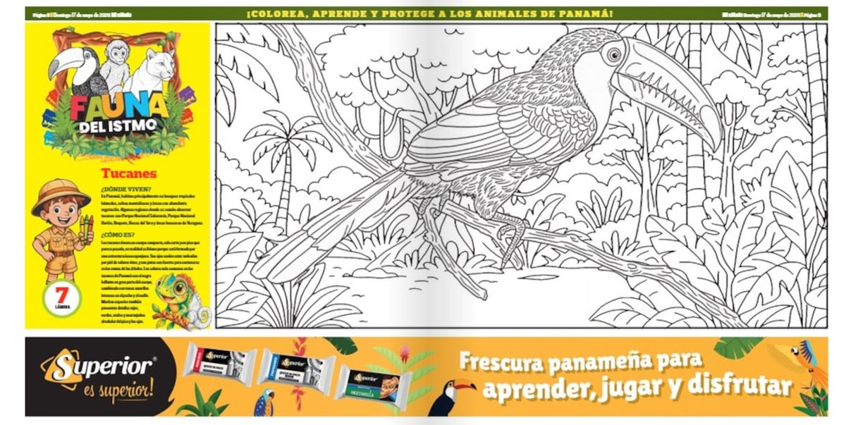 Los tucanes llegan a ‘Fauna del Istmo’: Mi Diario te invita a colorear y aprender sobre estas aves panameñas