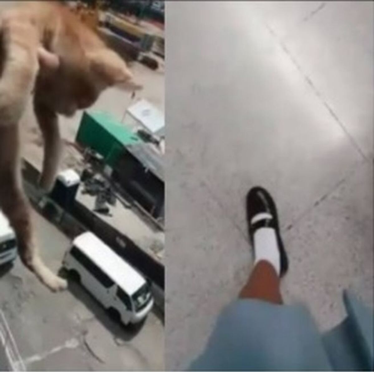 MEDUCA REACCIONA. Sancionará a estudiantes que matan a gato en video 