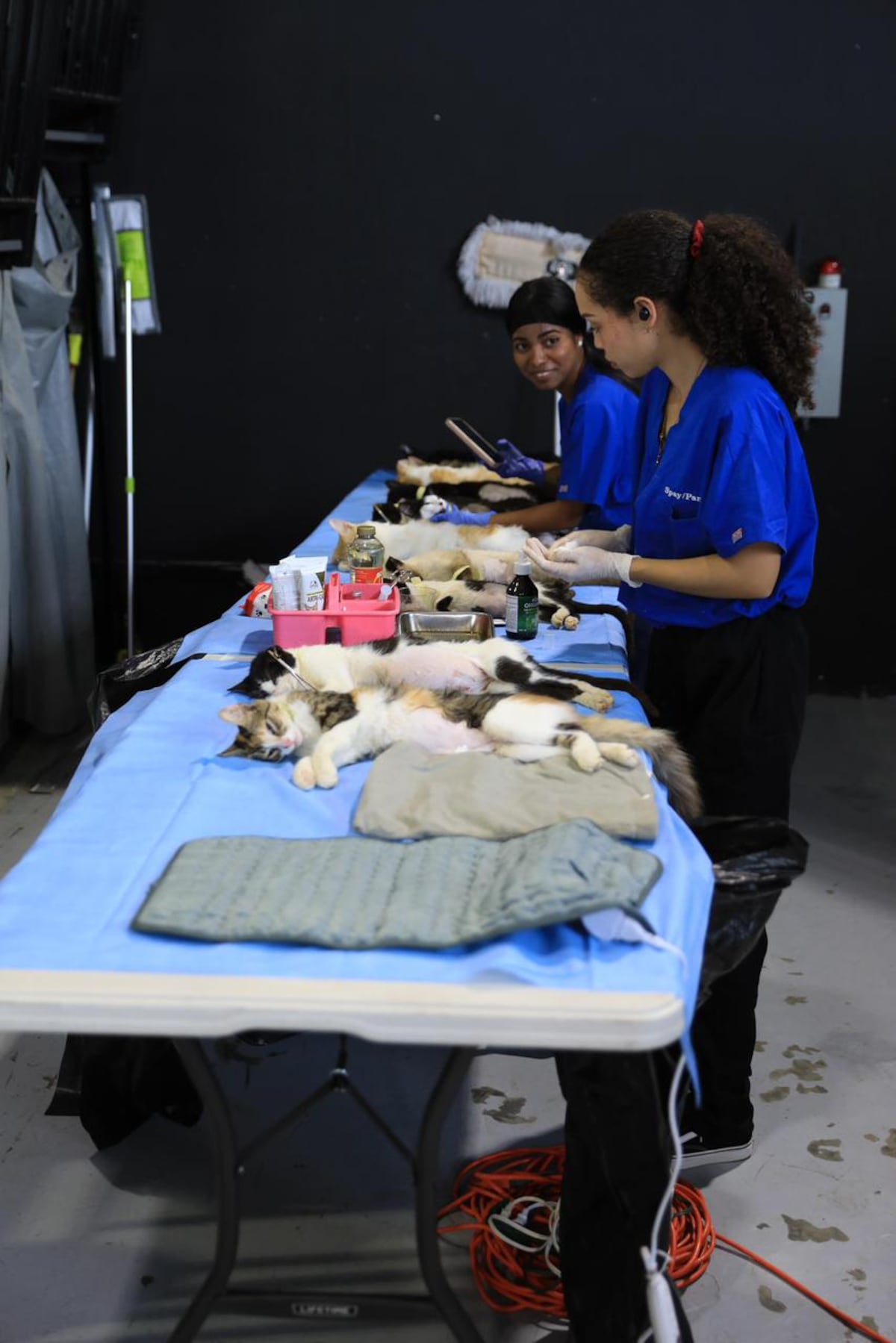 Misión Patitas alcanza 20 mil esterilizaciones y avanza clínica veterinaria en Chiriquí