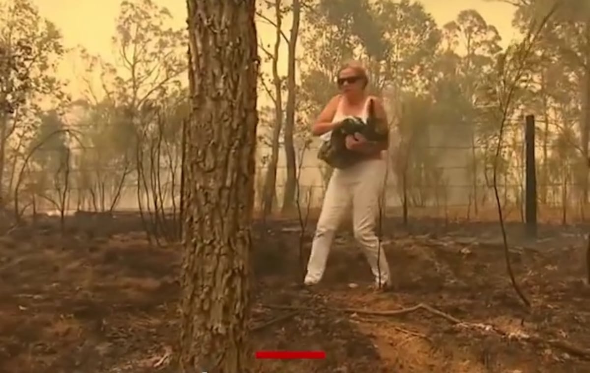 Viral. Desgarrador. Captan cómo mujer rescata a un koala en incendio. Video