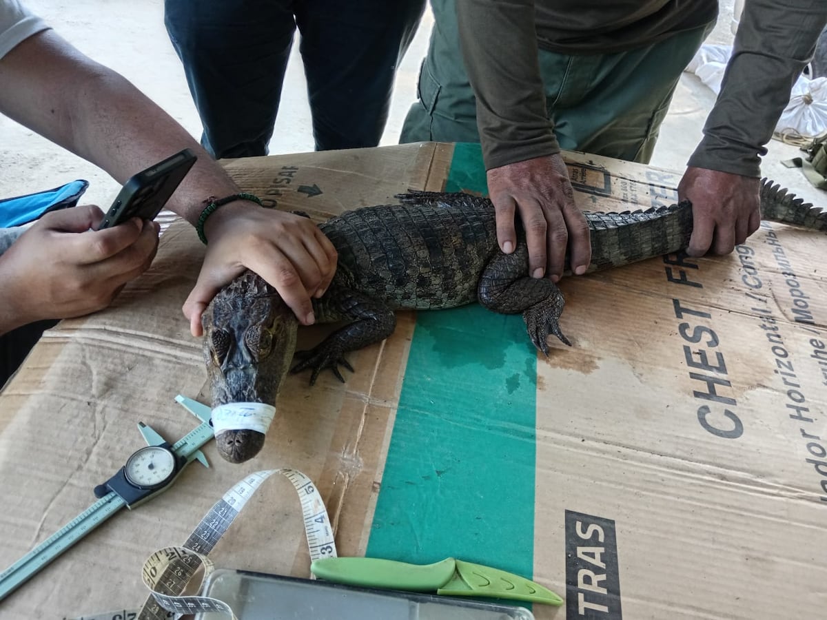 Cocodrilos en Panamá tendrán nuevo protocolo