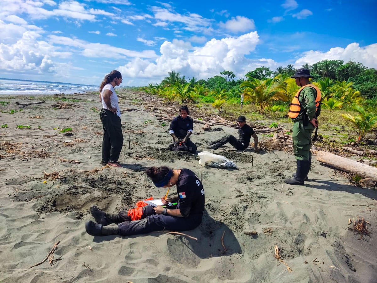 Operativo en Playa Soropta frustra tráfico de huevos de tortuga baula