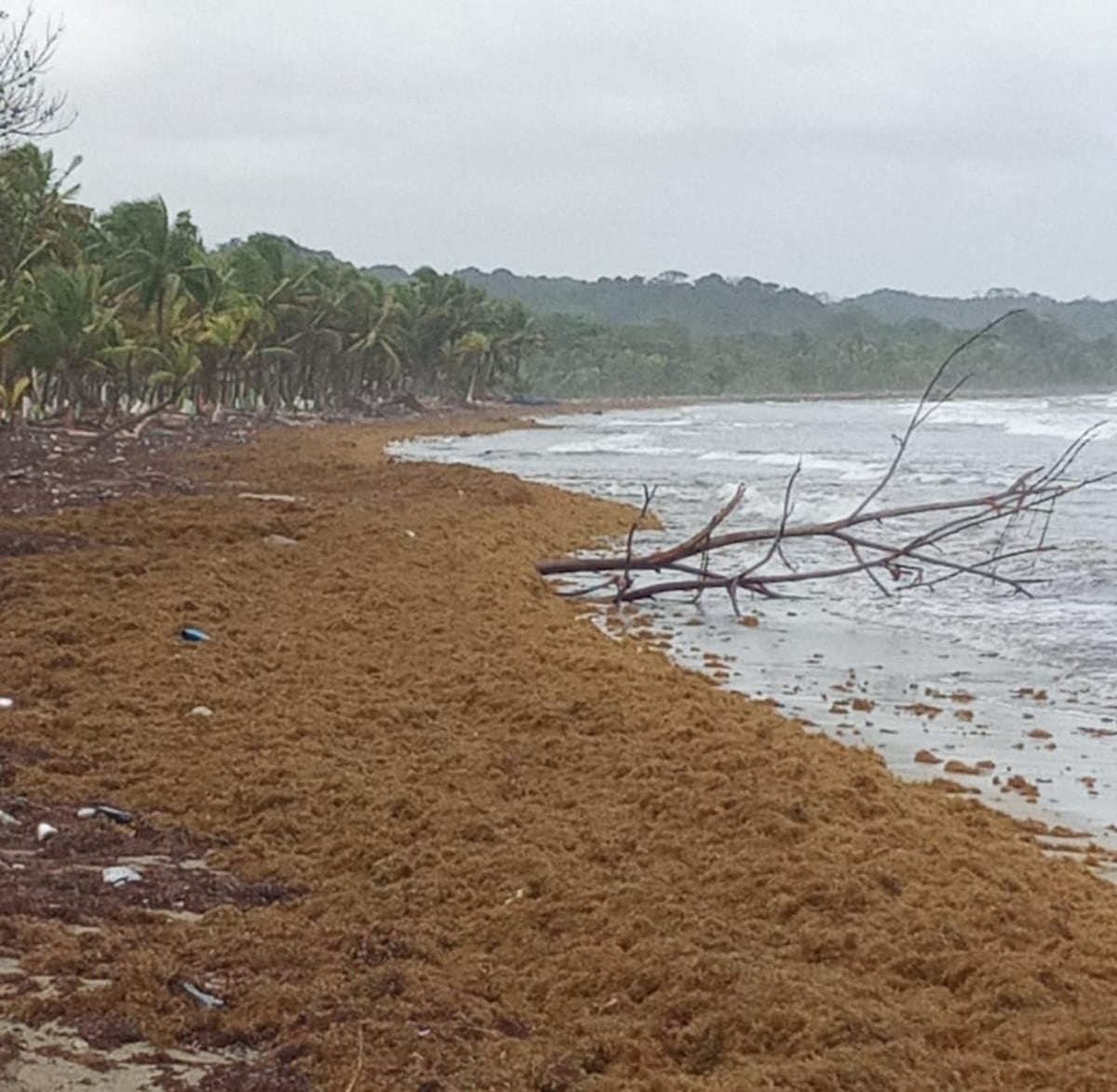 ¡Playa llena de algas! Sargazo se toma La Langosta en Colón