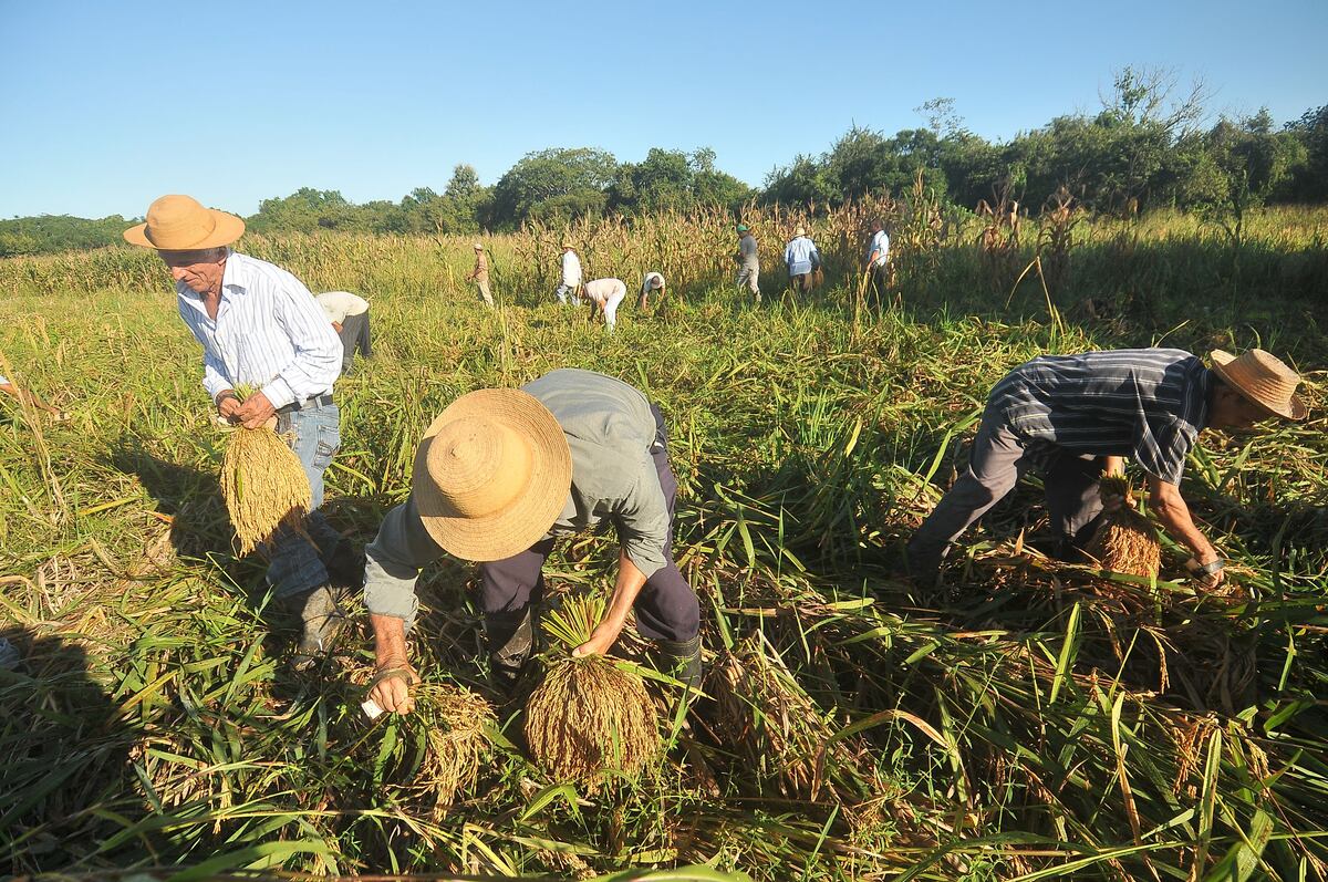 La corta de arroz, una tradición de nuestra campiña 