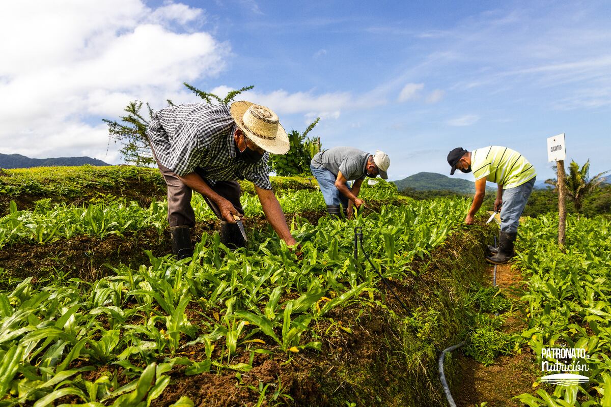 Patronato de Nutrición celebra sus 31 años de fundación con grandes pasos