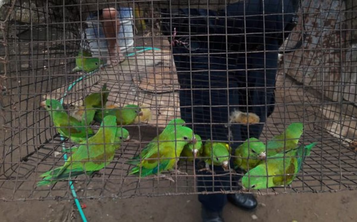 Policía y autoridades del Ambiente rescatan a 18 pericos piquiblanco