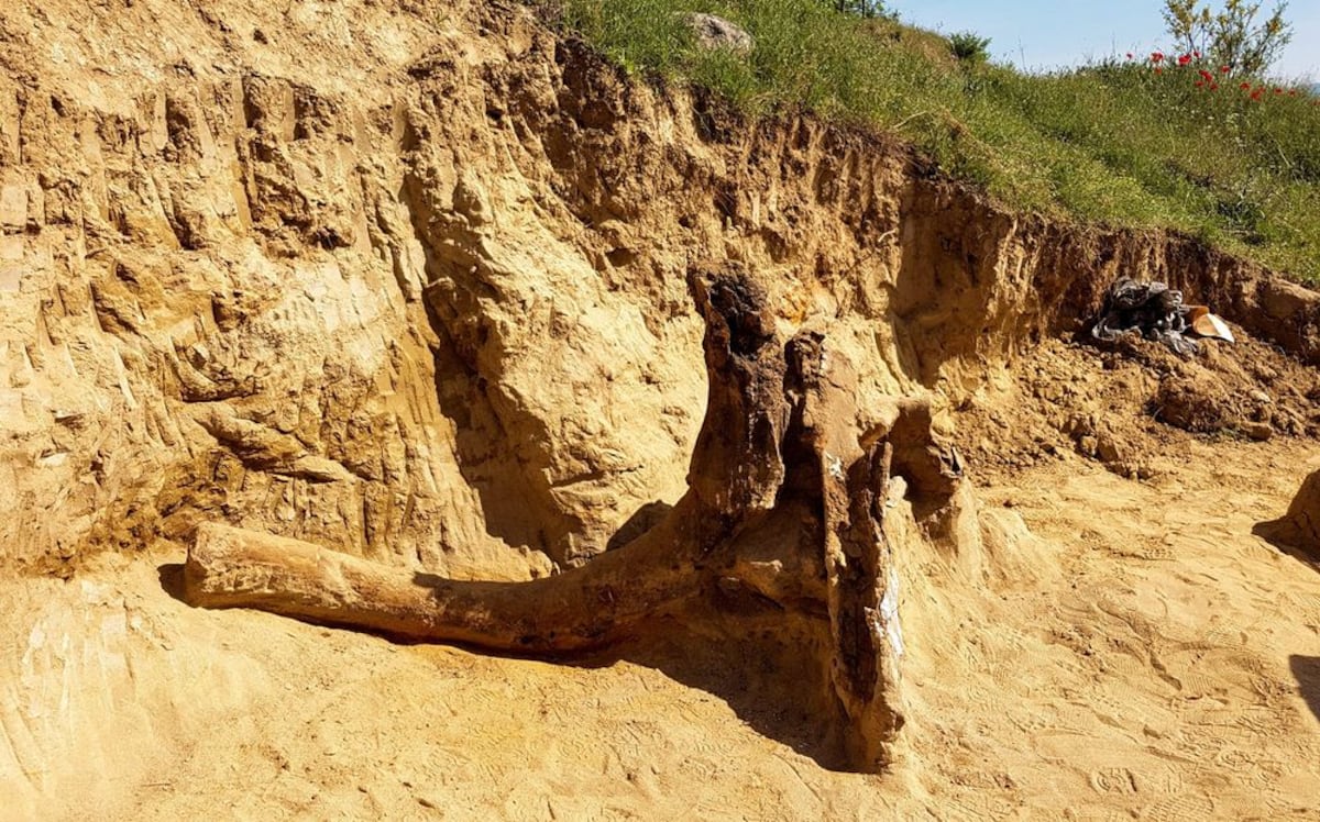 FOTOS | Excavan en Macedonia los huesos de un elefante anterior al mamut