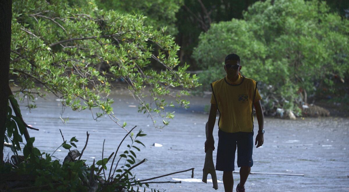 En una década, Panamá perdió 9 mil 17 hectáreas de manglares