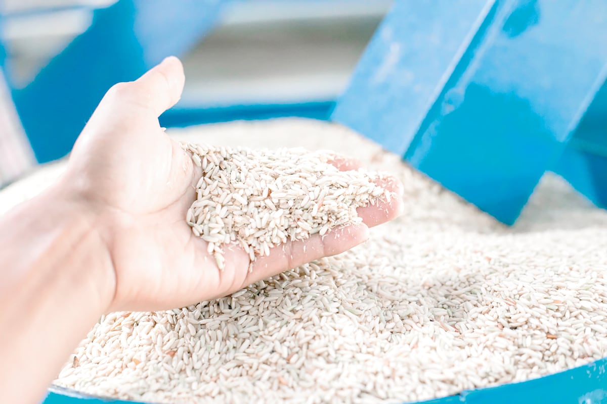 Productor explica por qué el aumento de insumos encarecerá el arroz en Panamá