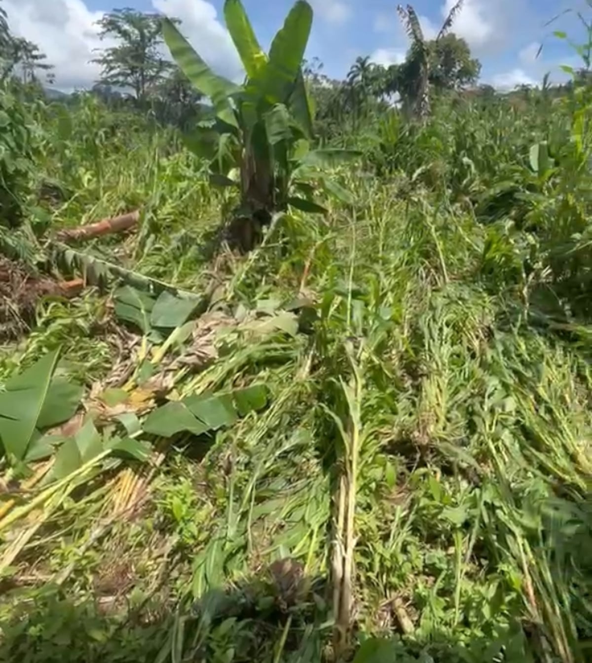 Lluvias arrasan cultivos y golpean acueducto en Santa Fe