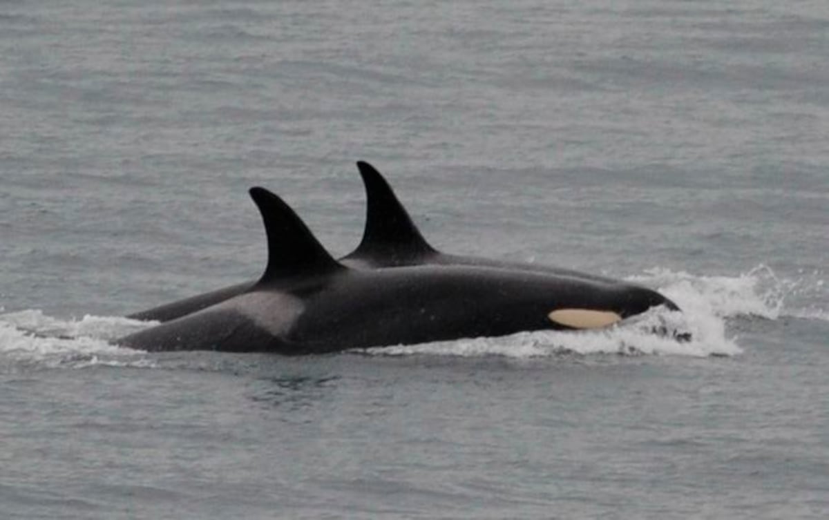 Orca suelta su cría muerta tras 17 días de duelo manteniéndola a flote
