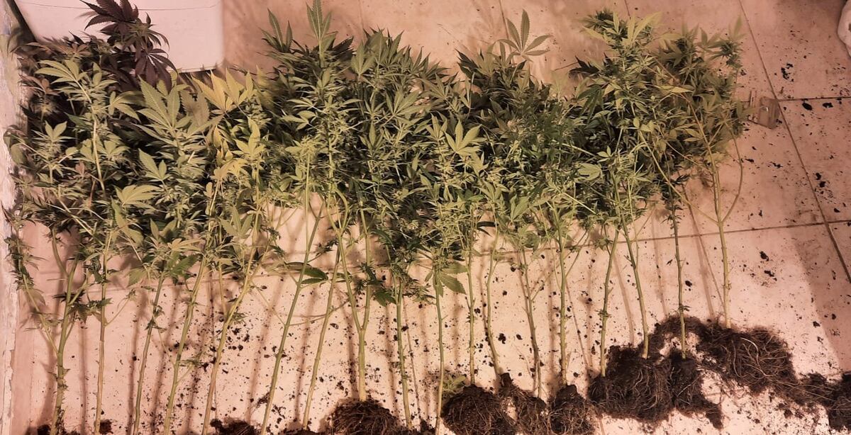 En el ‘West’. Desmantelan laboratorio de marihuana 