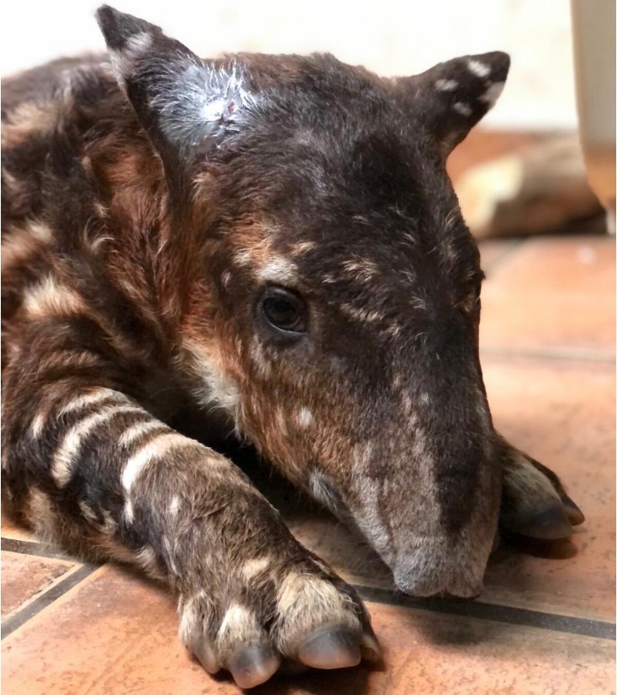 Sola y sin presencia de su madre, rescatan a pequeña cría de Tapir en la comunidad de Punusa en Darién