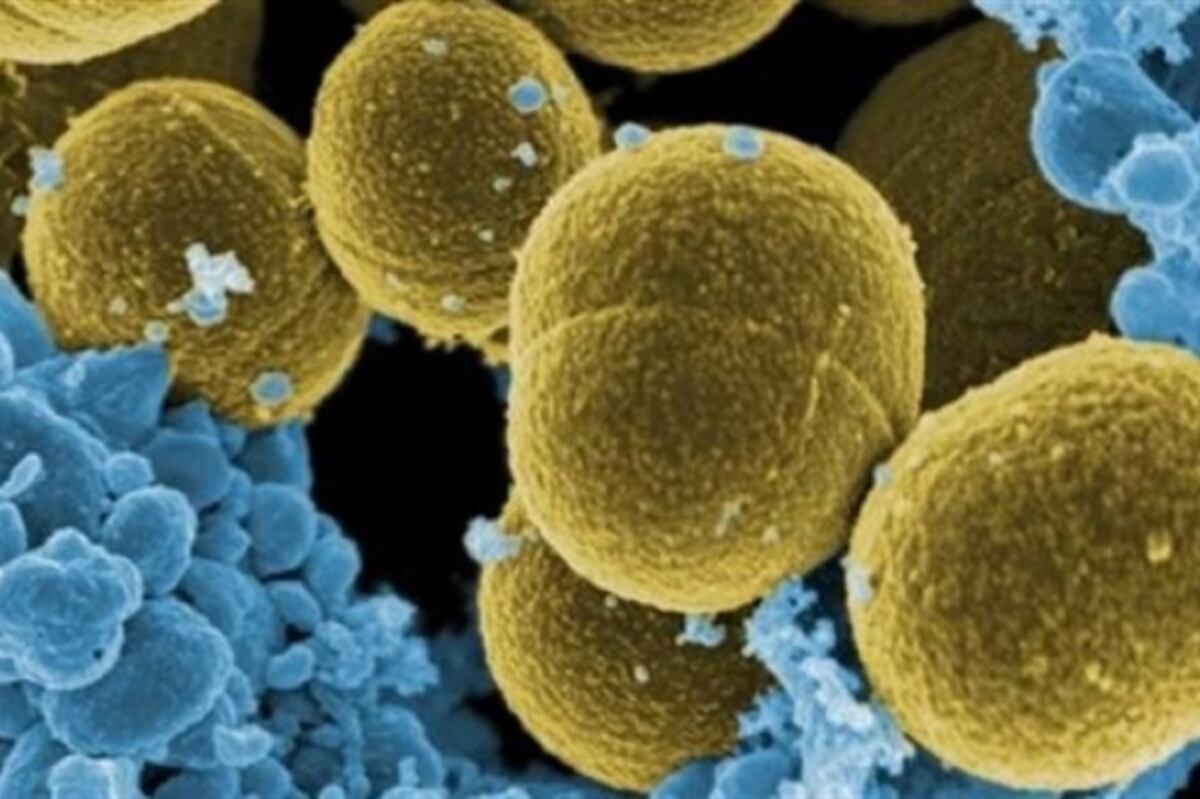 Investigación revela que Covid-19 infecta intestinos, riñones y otros órganos