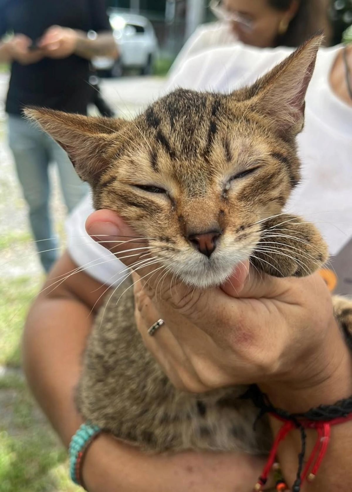 El corazón roto de José Pérez Barboni tras la muerte de su gatito Milo