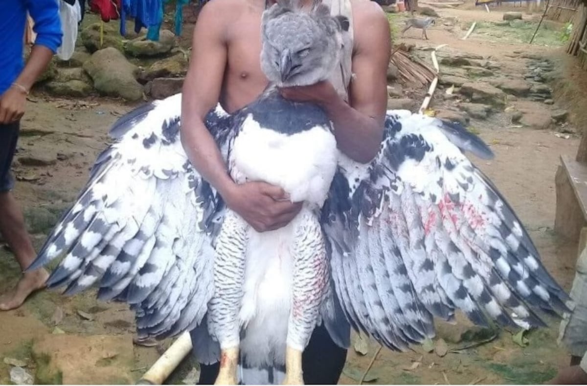 MiAmbiente investiga caso del Águila Harpía y se multará a los responsables