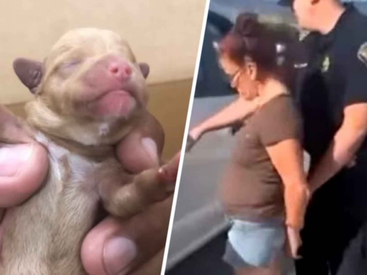 Desalmada. Mujer tira varios perritos a la basura; este será su castigo| VIDEO