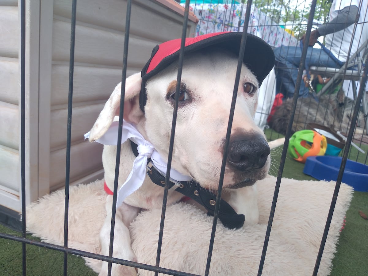 Pancho lleva tiempo esperando que lo adopten y nada.  Recolectan enseres para animales maltratados. Video