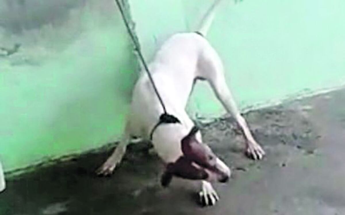 El perro pitbull ‘Papi’ se recupera rápidamente