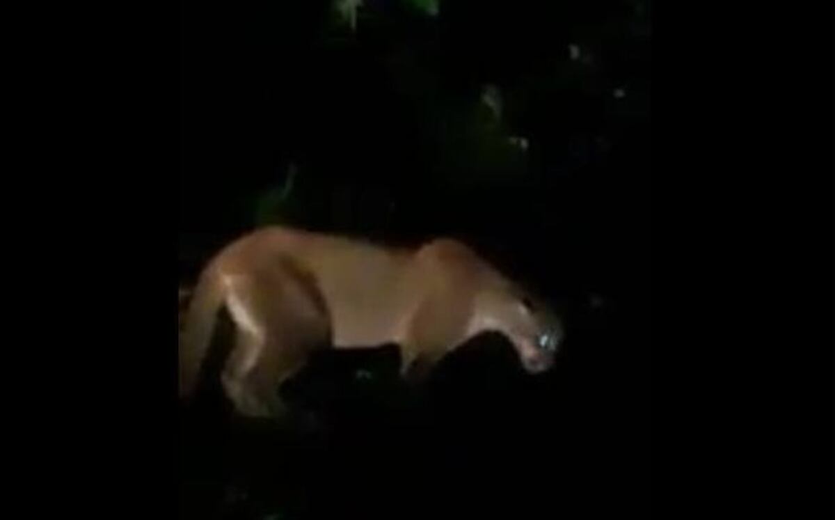 ¡Ay, madre! Puma se metió en residencia en Alcalde Díaz. Autoridades lo rescatan