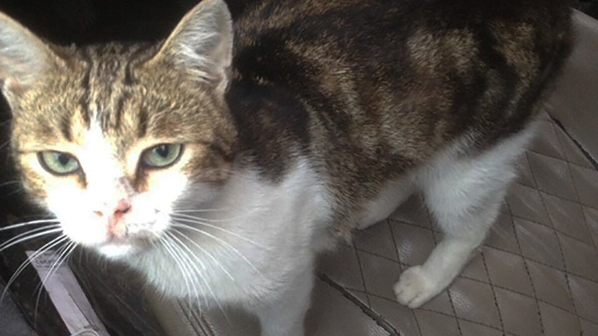 Detienen a gato narco que introducía droga a una cárcel