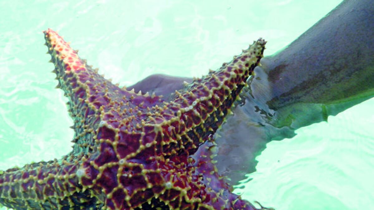Científicos alertan de una enfermedad en Florida que amenaza a las estrellas de mar