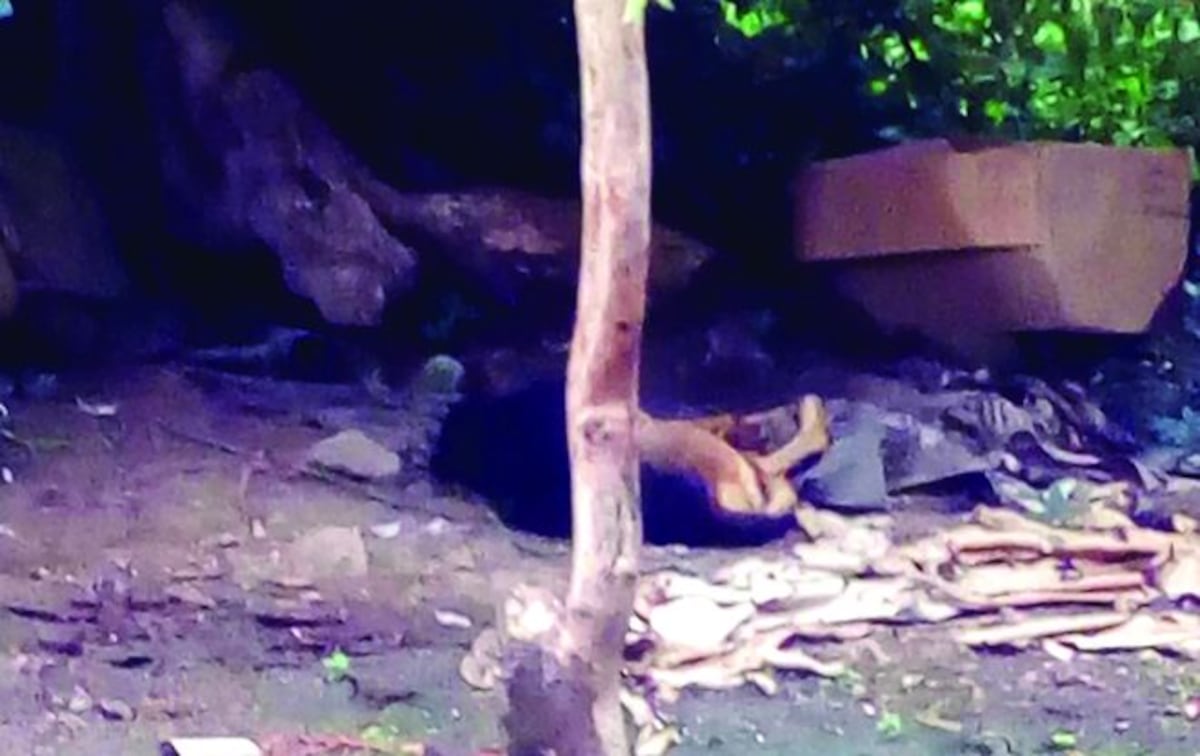 ¡TERRIBLE! Investigan masacre de 25 perros en una finca en Bajo Frío, Chiriquí