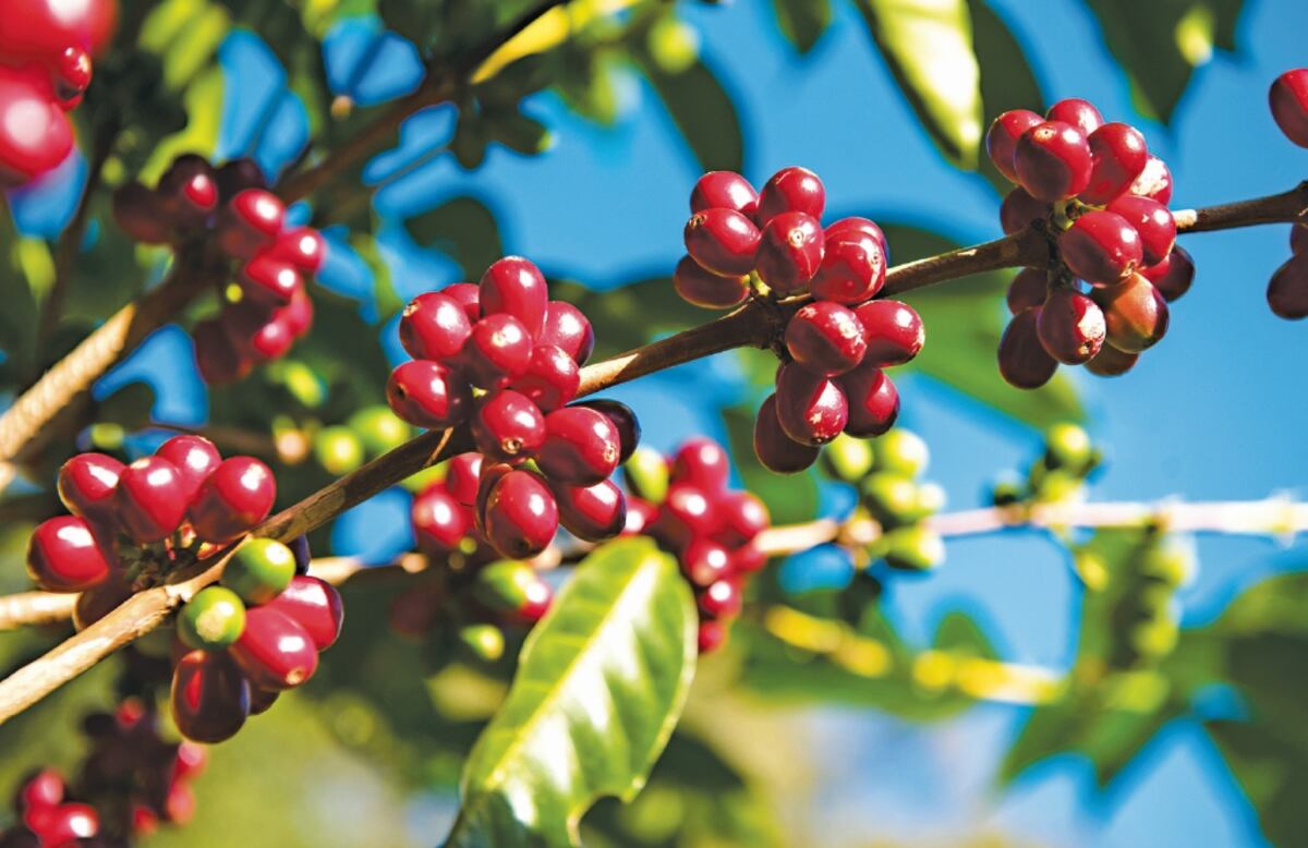 Darán más beneficios a los productores de café nacional