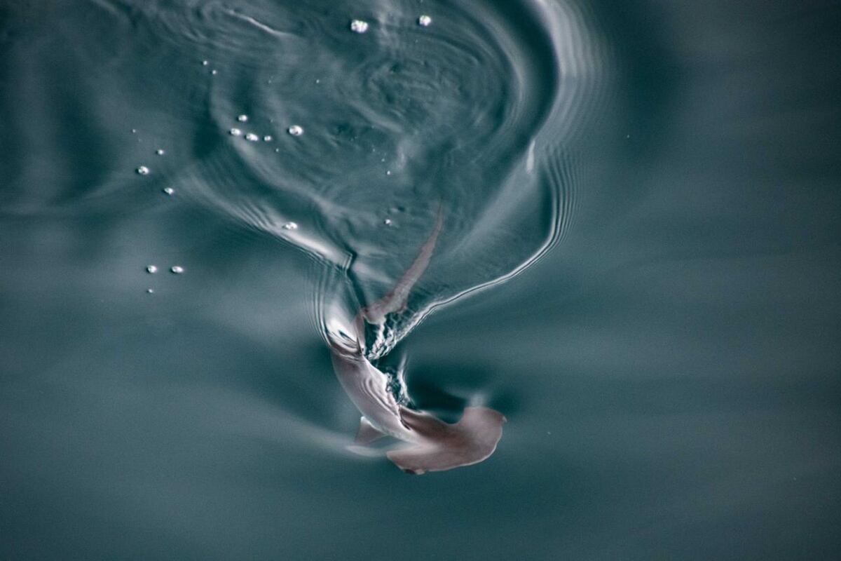 Descubren posible ‘guardería’ de tiburones martillo liso en las Galápagos