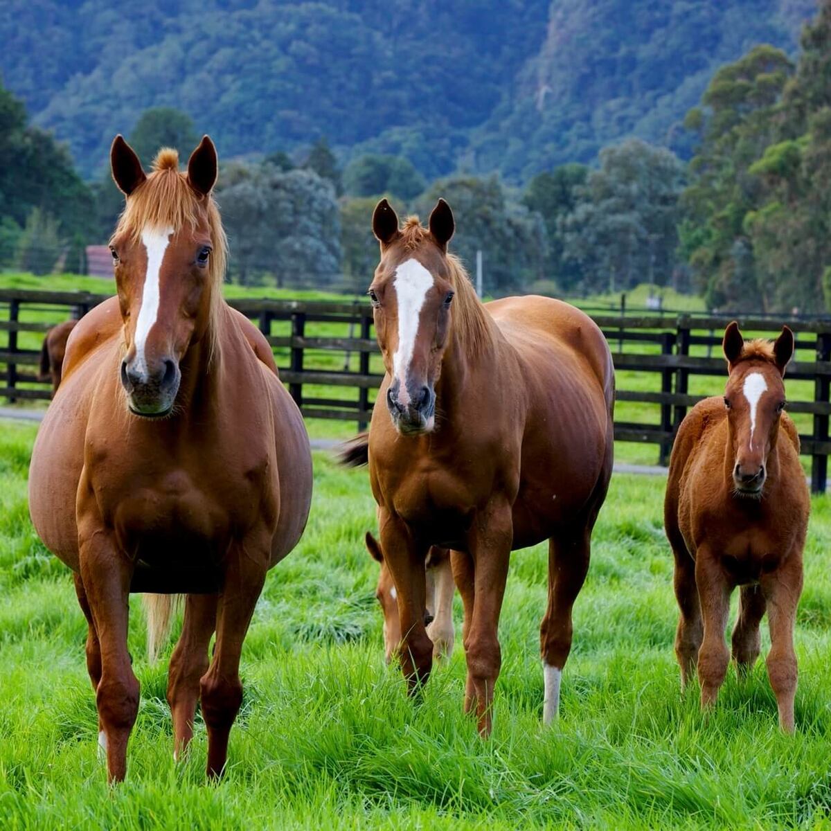 Haras Cerro Punta va a subastar sus campeones