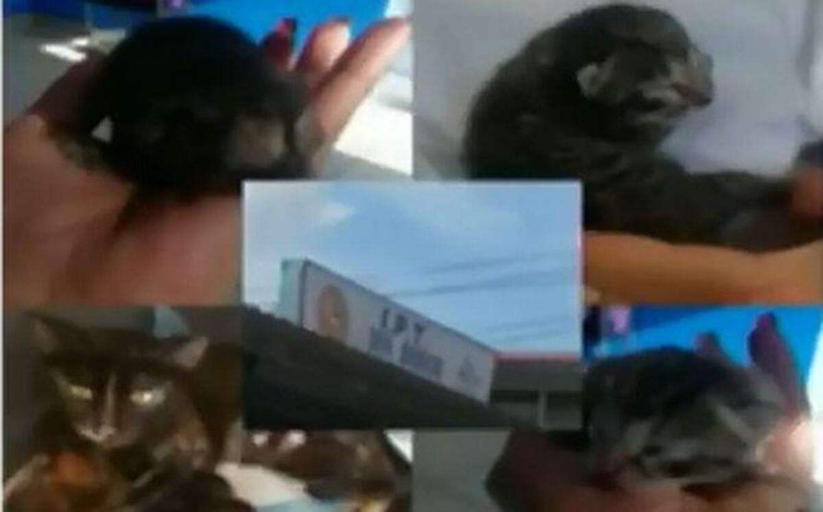 EN UN PLANTEL | Cruel. Asesinan a gatitos, los lanzan de un segundo piso