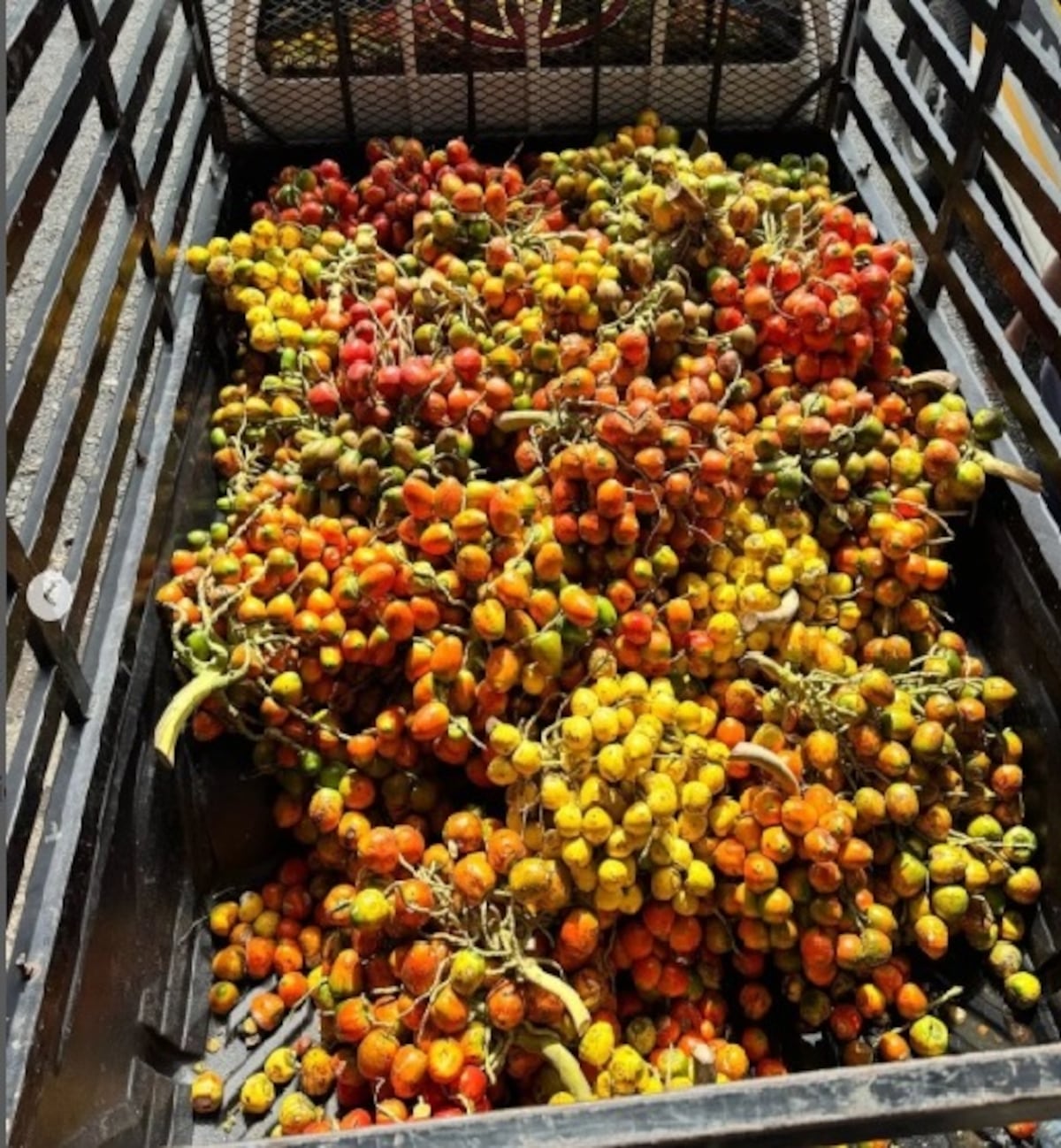 Pixbae ilegal: 99 racimos incautados por contrabando en operativo en Chiriquí