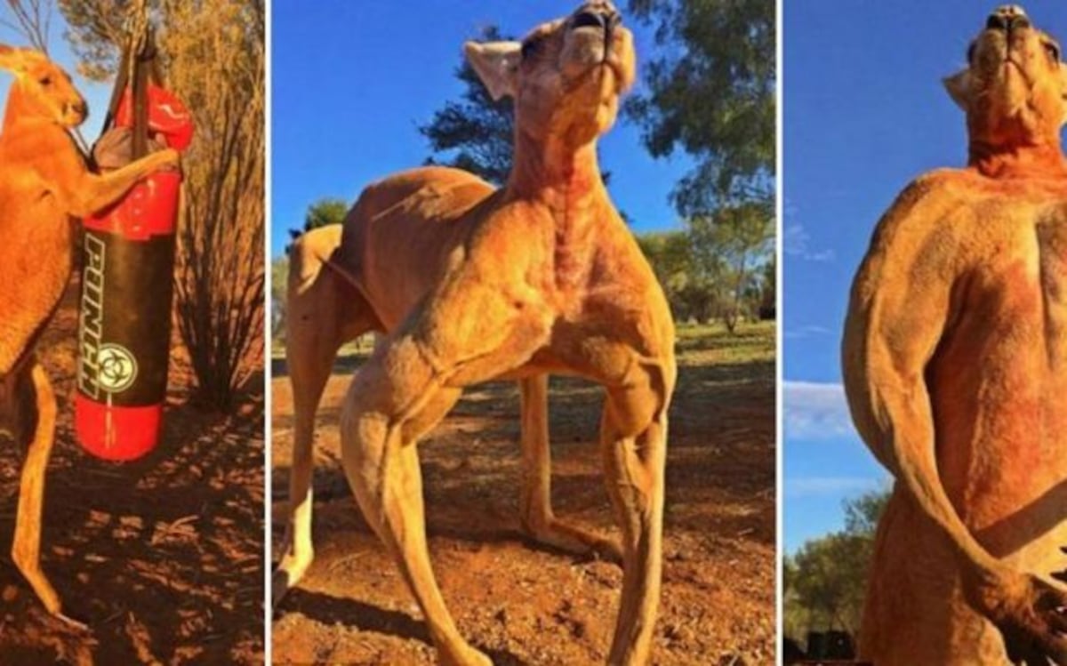Muere 'Roger' el canguro musculoso que se hizo famoso en las redes sociales