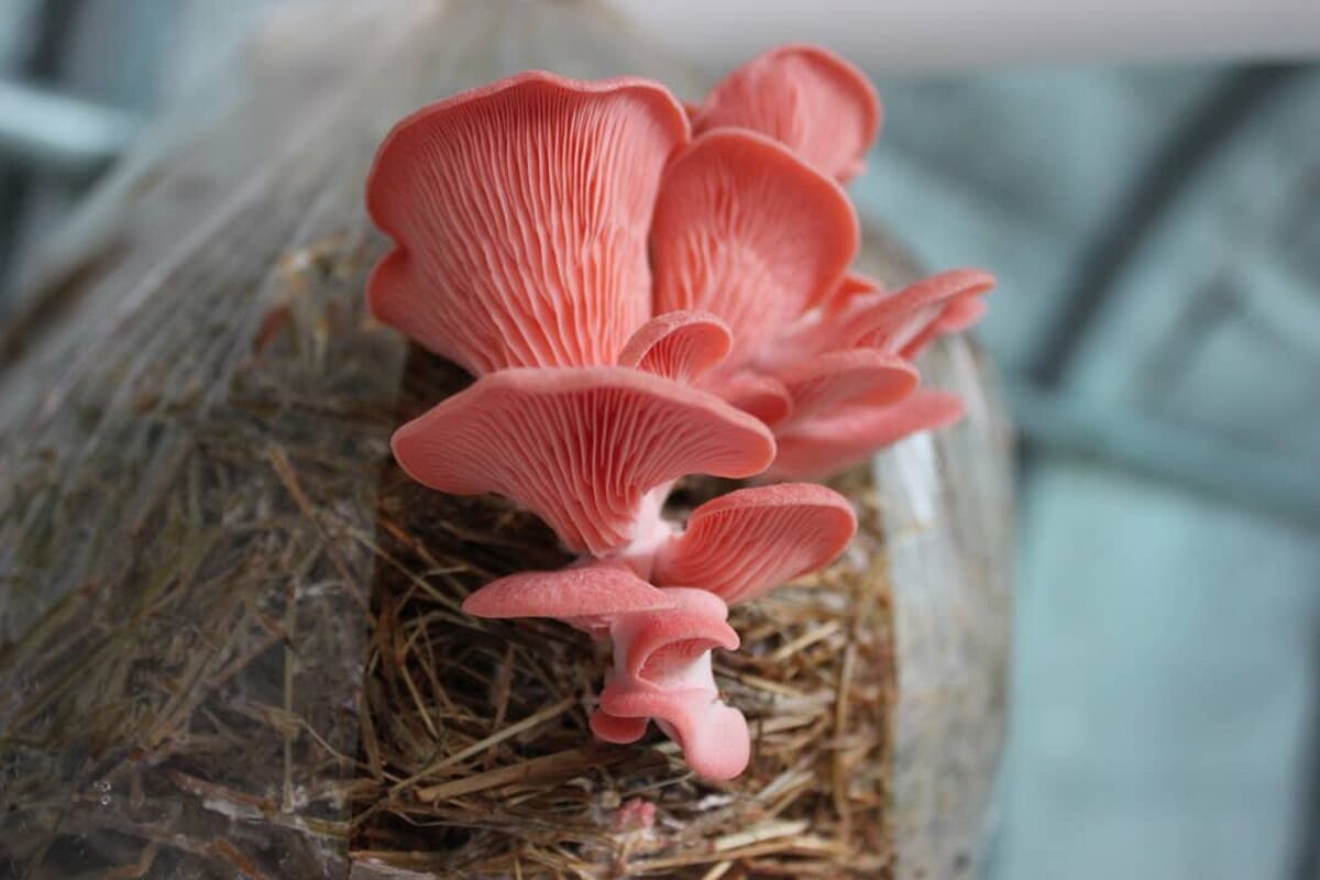 No descarte a los hongos de su dieta, poseen fibra, vitaminas y minerales