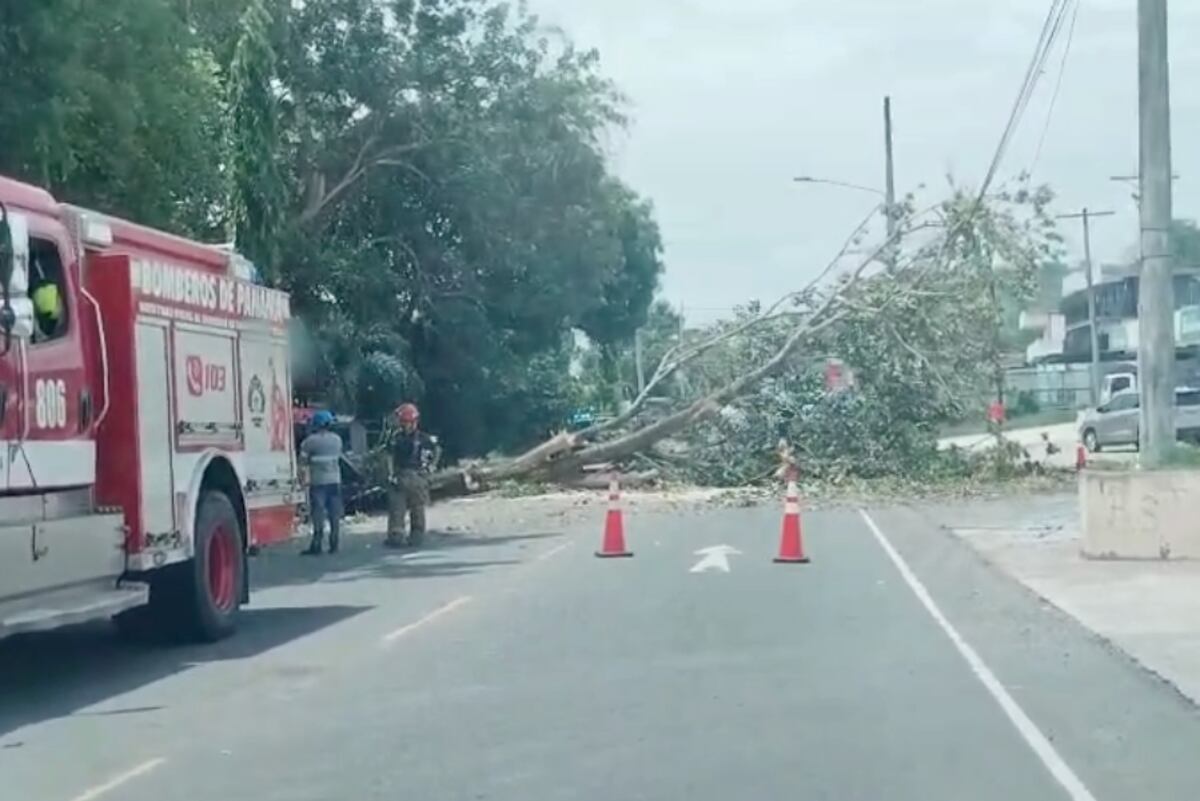 Árbol gigante cae sobre puesto de legumbres en Chepo y casi provoca tragedia en la Vía Panamericana