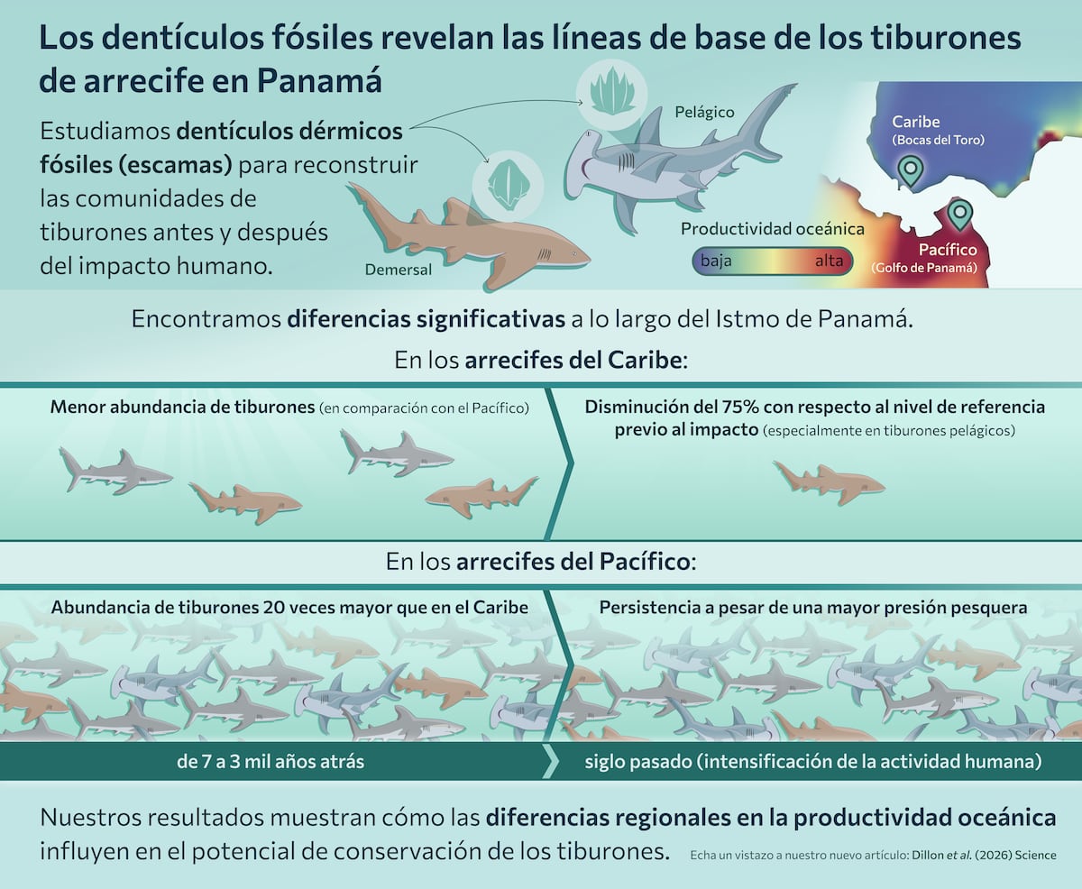 La ‘caspa’ de tiburón revela un secreto escondido durante miles de años en Panamá